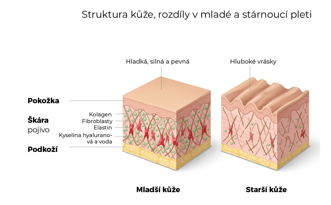 Struktura kůže – mladá vs. stárnoucí