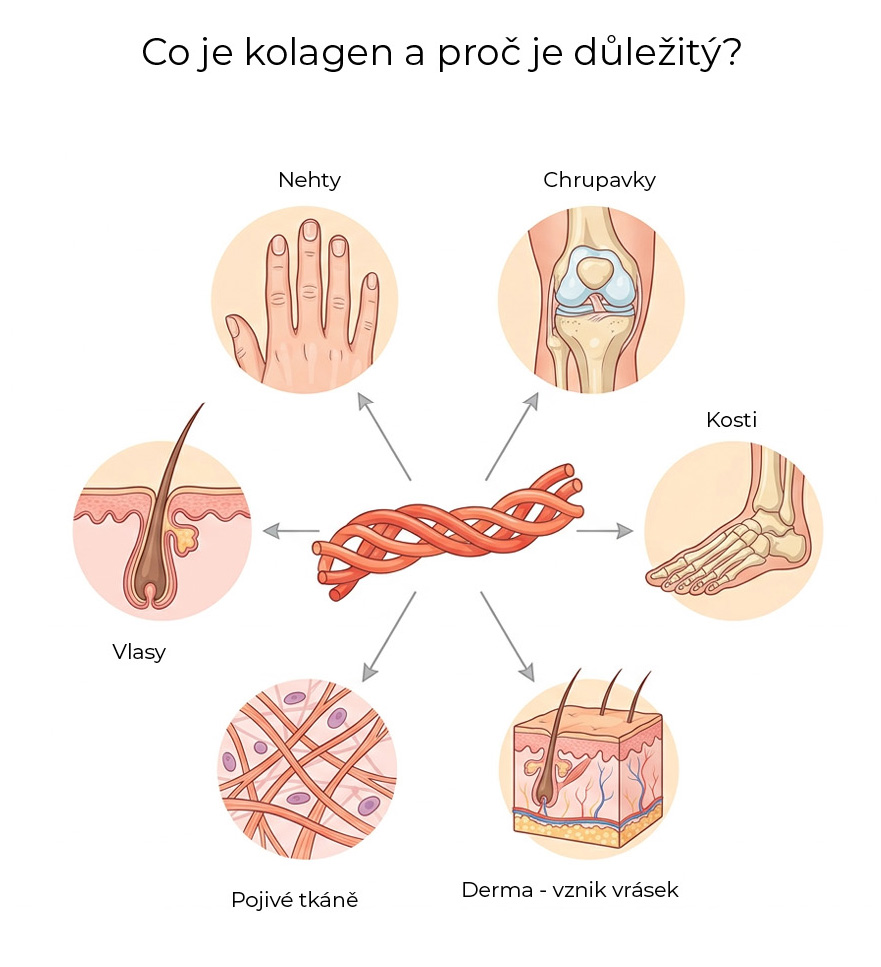 Co je kolagen a proč je důležitý